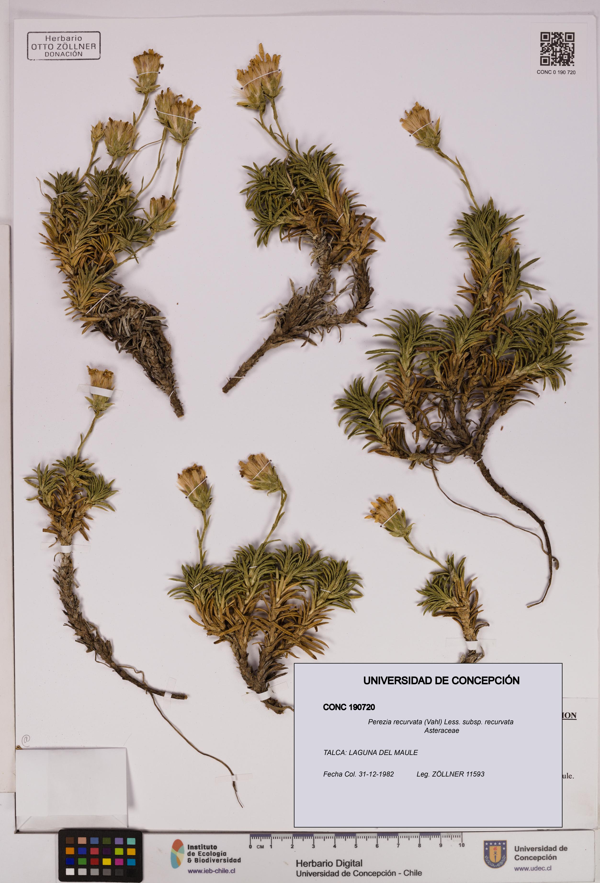 Perezia recurvata subsp. recurvata [Espécimen: UDEC:CONC:0190720]