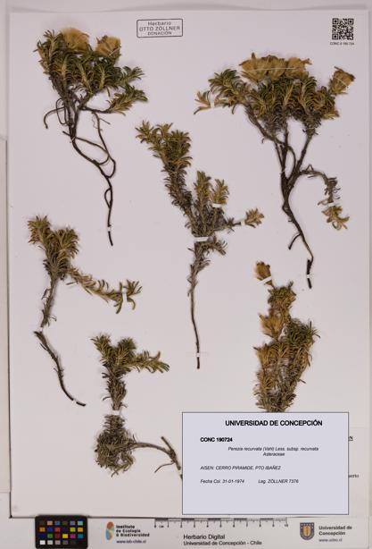 Perezia recurvata subsp. recurvata [Espécimen: UDEC:CONC:0190724]