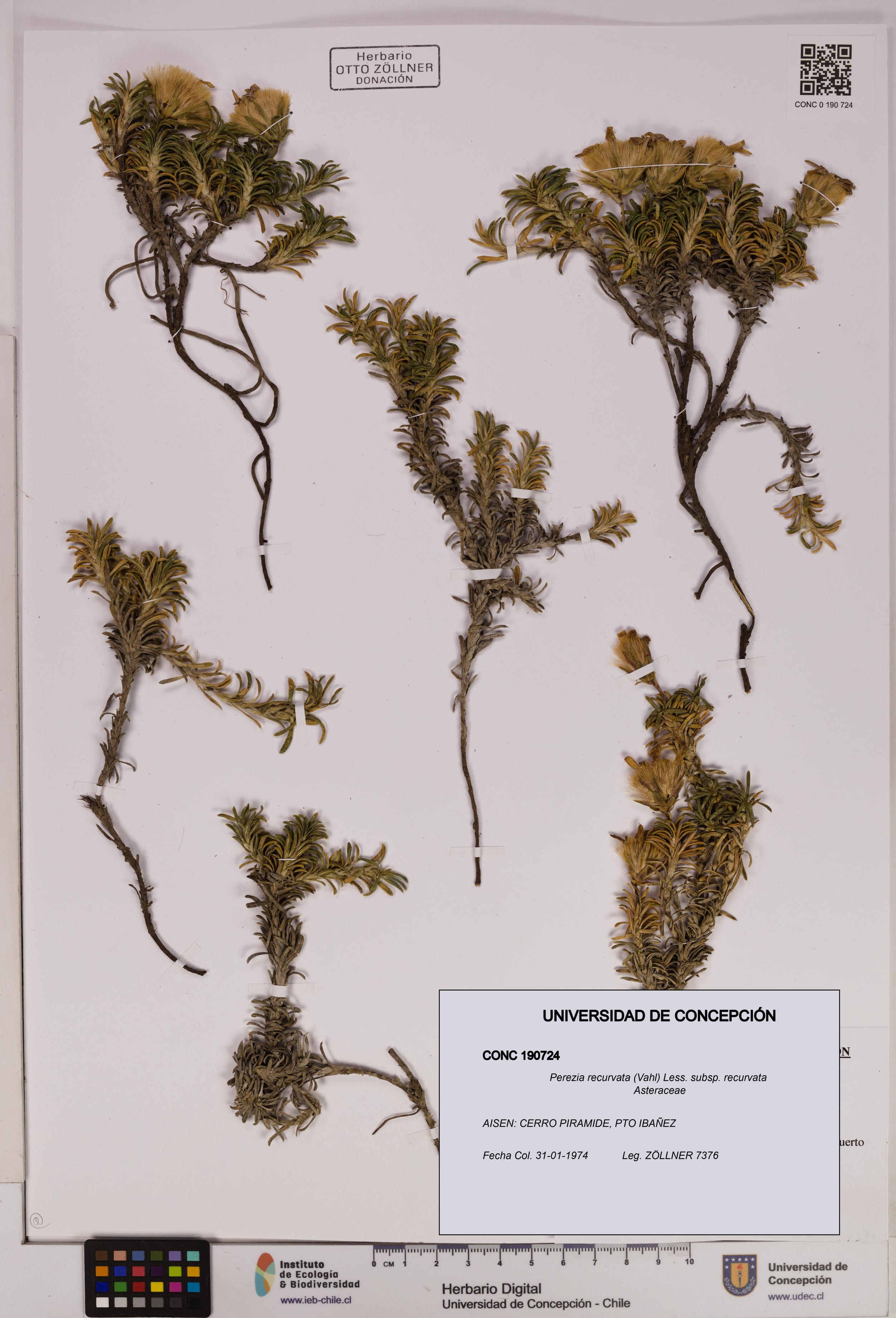 Perezia recurvata subsp. recurvata [Espécimen: UDEC:CONC:0190724]
