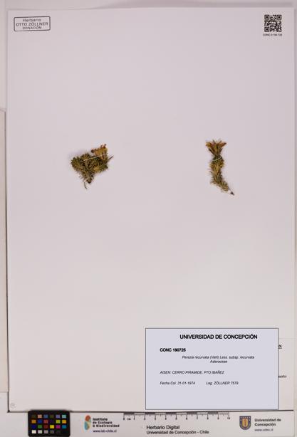 Perezia recurvata subsp. recurvata [Espécimen: UDEC:CONC:0190725]