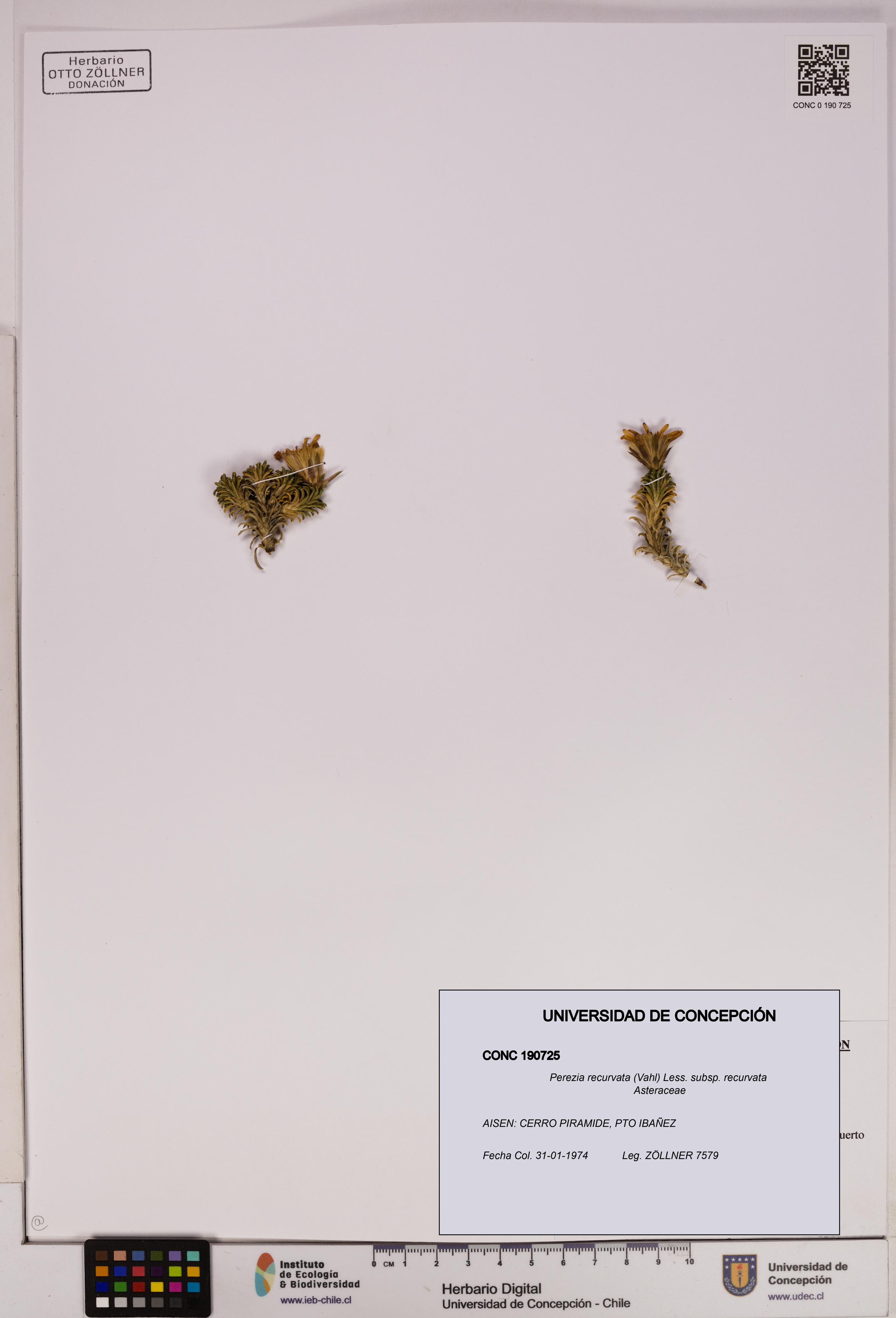 Perezia recurvata subsp. recurvata [Espécimen: UDEC:CONC:0190725]