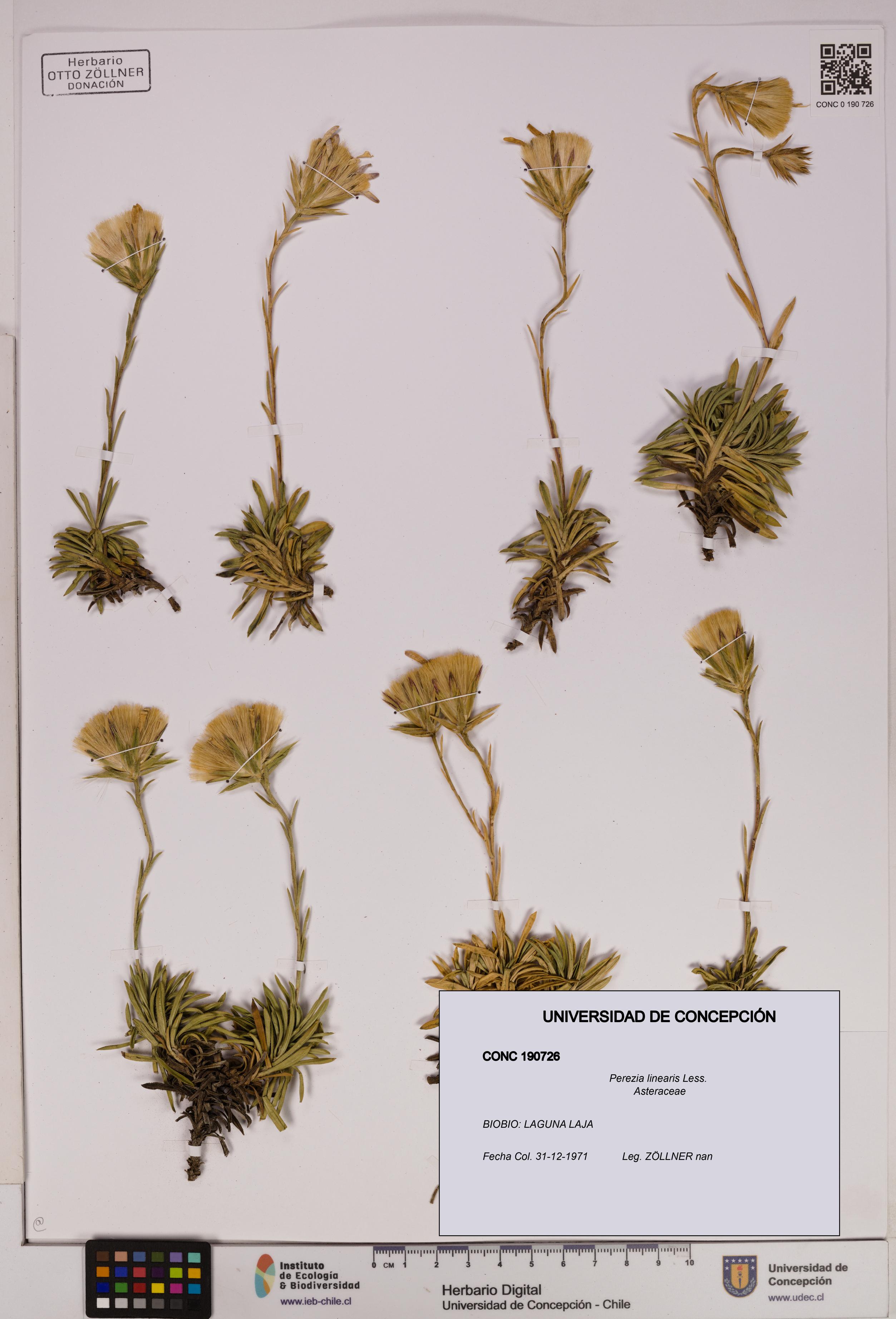 Perezia linearis [Espécimen: UDEC:CONC:0190726]