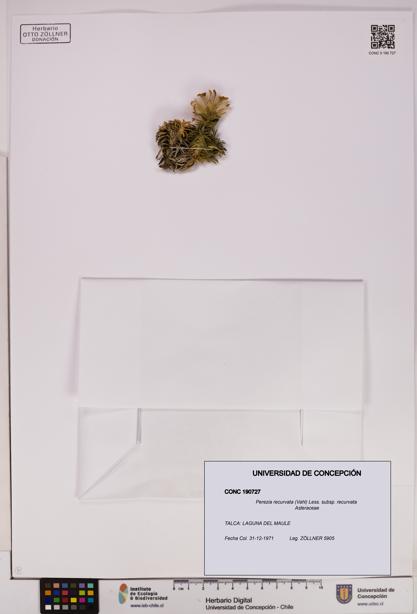 Perezia recurvata subsp. recurvata [Espécimen: UDEC:CONC:0190727]