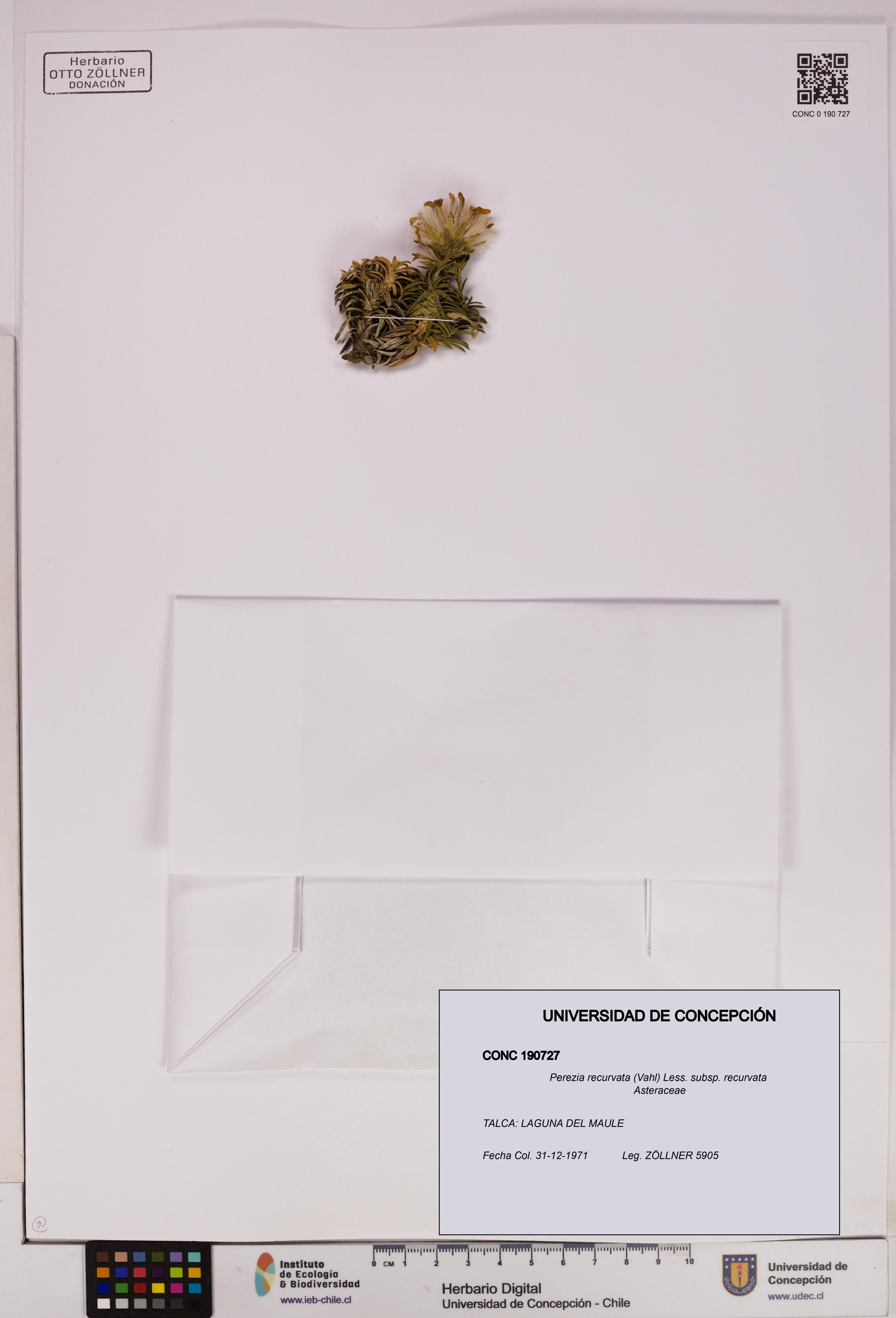 Perezia recurvata subsp. recurvata [Espécimen: UDEC:CONC:0190727]