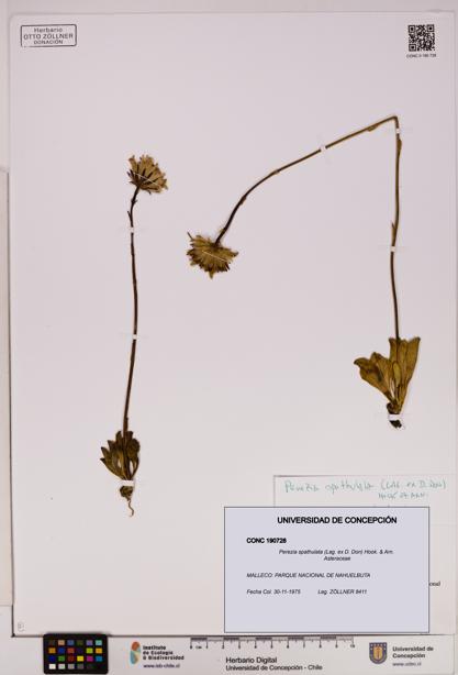 Perezia spathulata [Espécimen: UDEC:CONC:0190728]