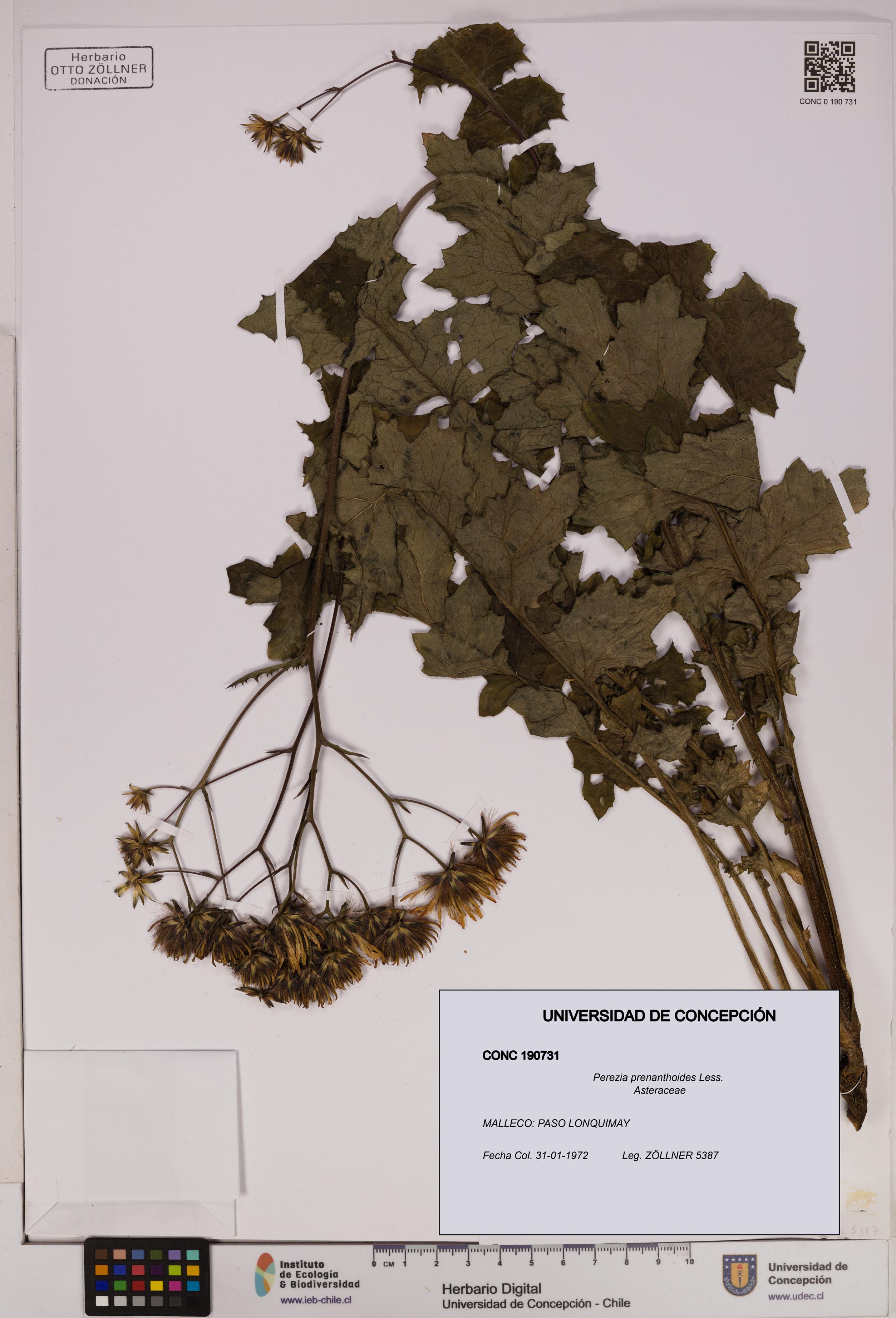 Perezia prenanthoides [Espécimen: UDEC:CONC:0190731]