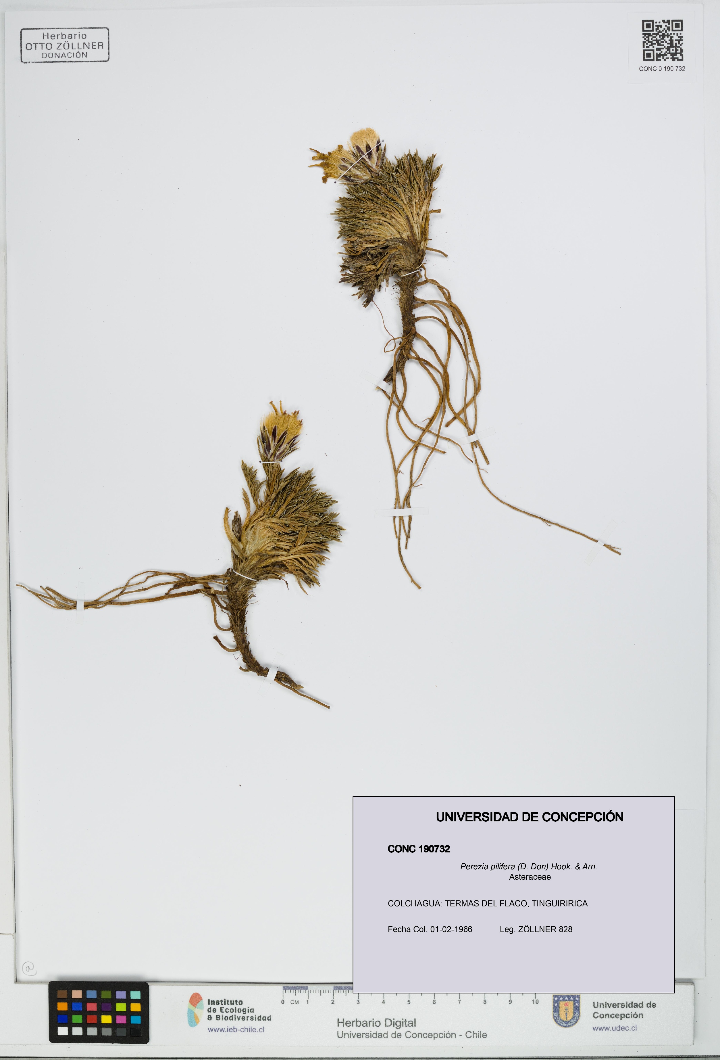 Perezia pilifera [Espécimen: UDEC:CONC:0190732]