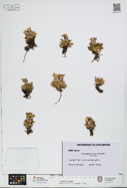 Perezia pilifera [Espécimen: UDEC:CONC:0190733]