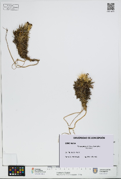 Perezia pilifera [Espécimen: UDEC:CONC:0190734]