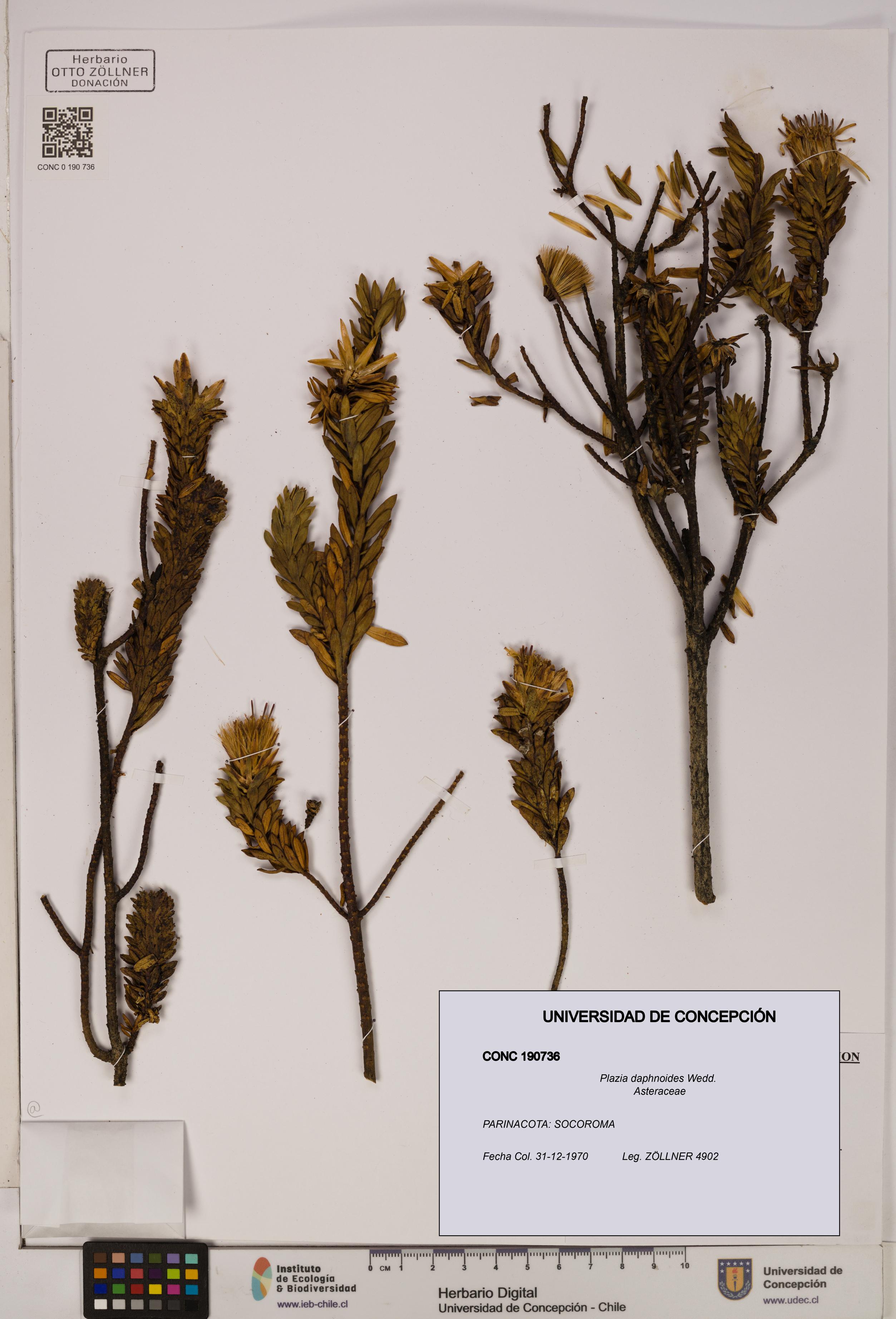 Plazia daphnoides [Espécimen: UDEC:CONC:0190736]