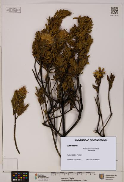 Plazia daphnoides [Espécimen: UDEC:CONC:0190738]
