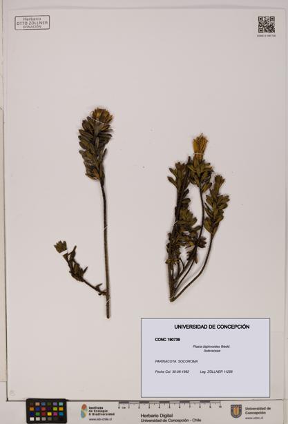 Plazia daphnoides [Espécimen: UDEC:CONC:0190739]