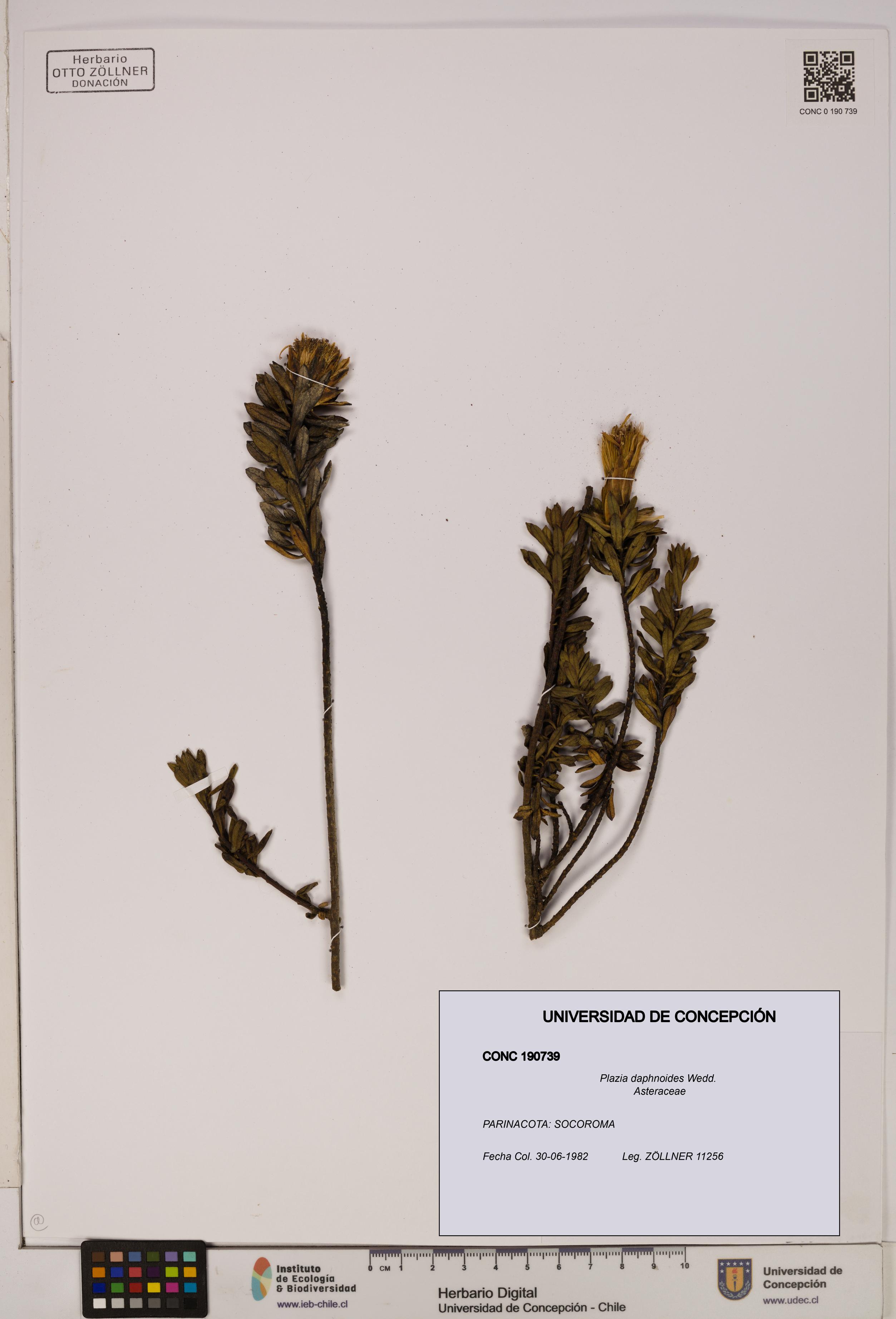 Plazia daphnoides [Espécimen: UDEC:CONC:0190739]