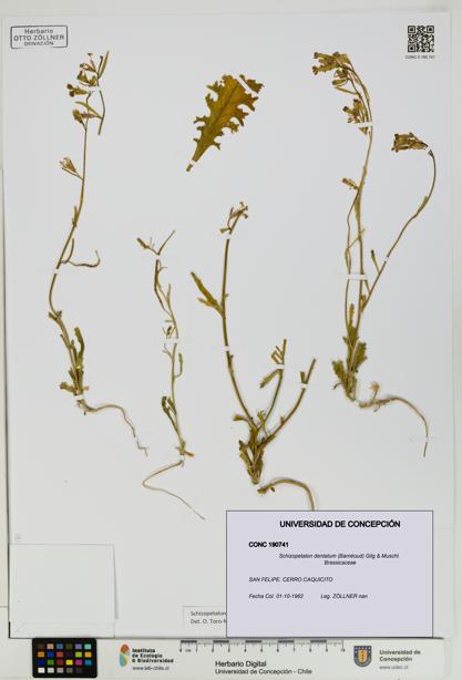 Schizopetalon dentatum [Espécimen: UDEC:CONC:0190741]