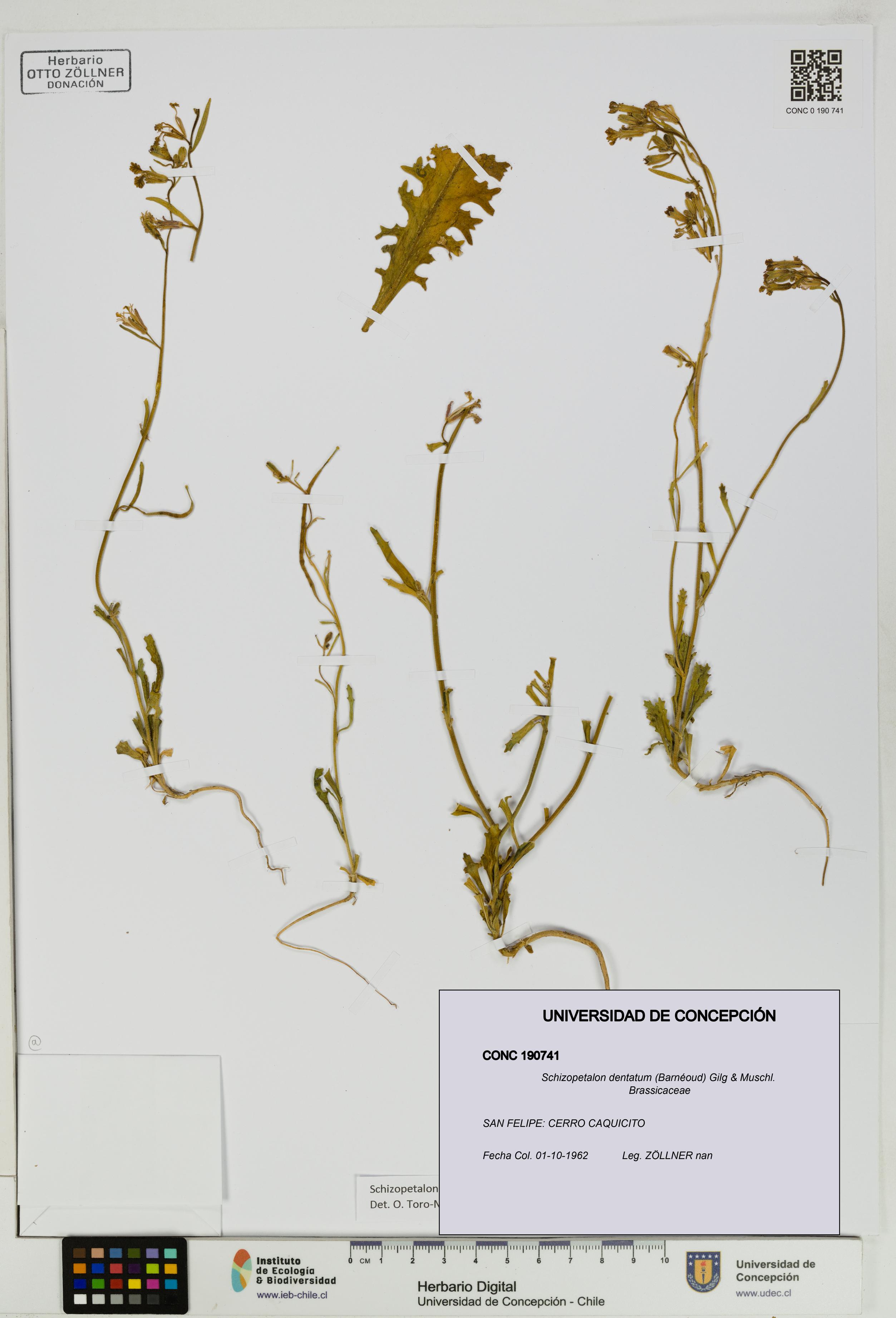 Schizopetalon dentatum [Espécimen: UDEC:CONC:0190741]