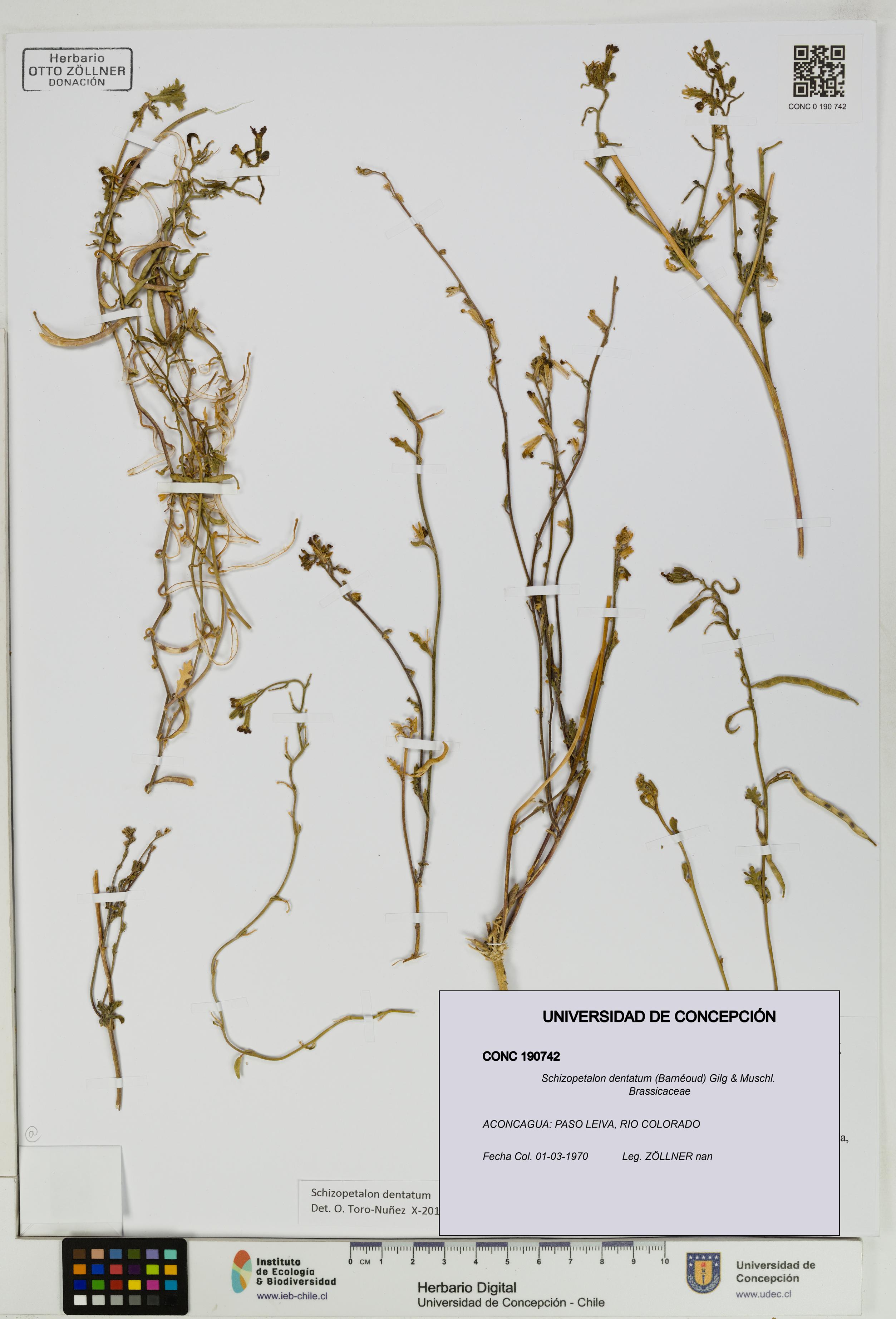 Schizopetalon dentatum [Espécimen: UDEC:CONC:0190742]
