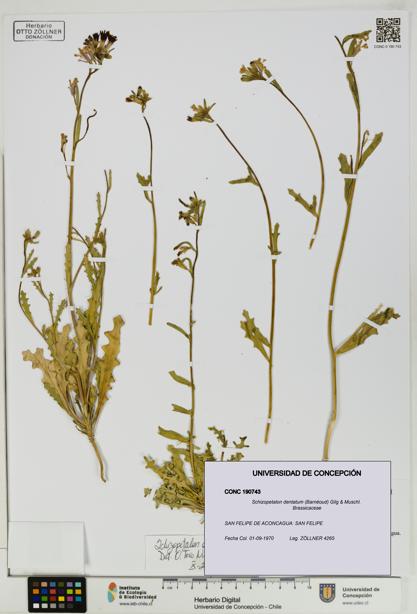 Schizopetalon dentatum [Espécimen: UDEC:CONC:0190743]