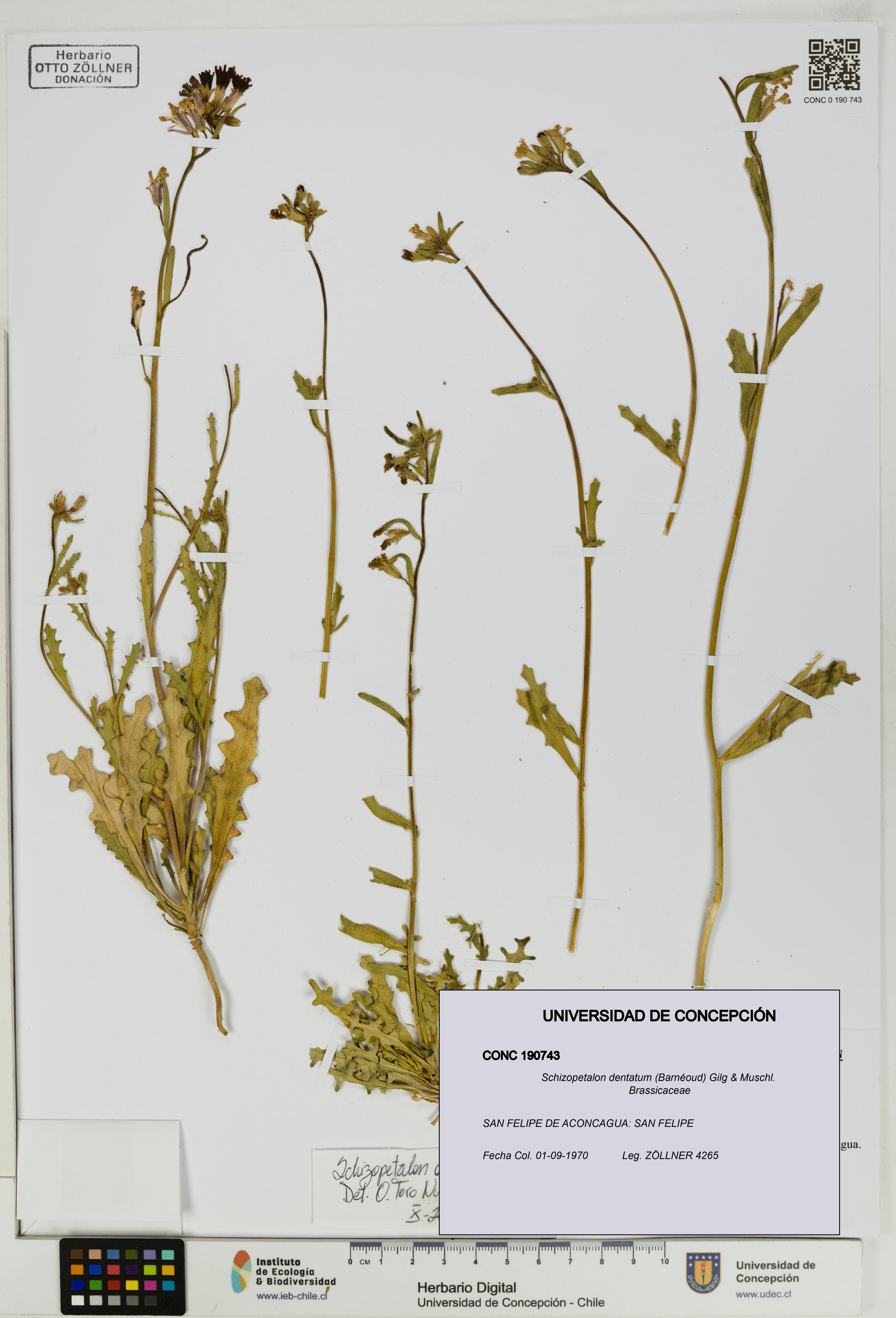 Schizopetalon dentatum [Espécimen: UDEC:CONC:0190743]