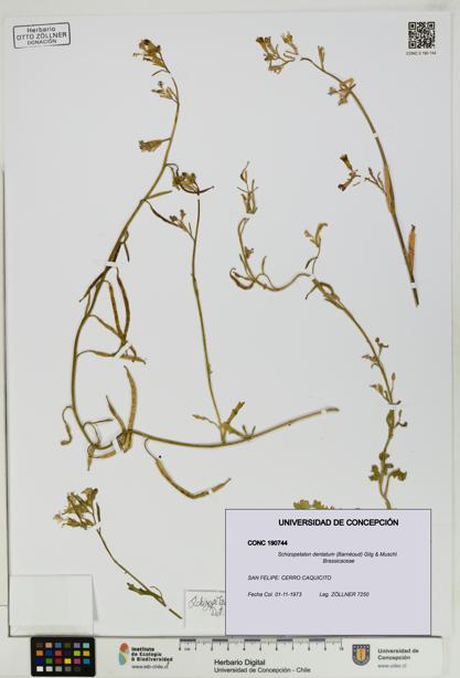 Schizopetalon dentatum [Espécimen: UDEC:CONC:0190744]