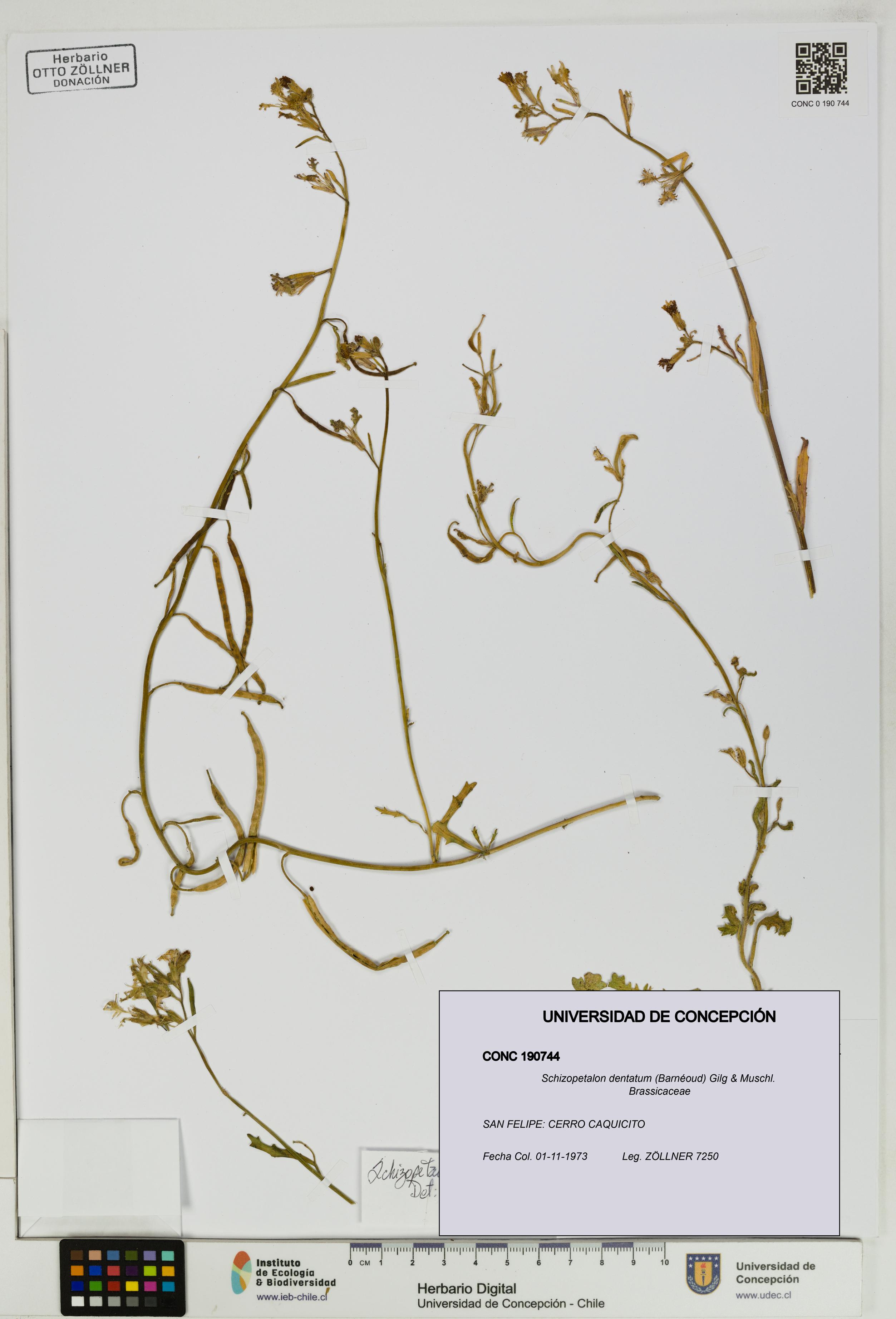 Schizopetalon dentatum [Espécimen: UDEC:CONC:0190744]