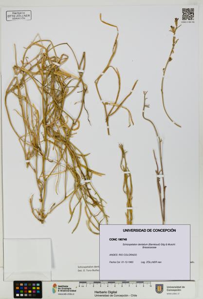 Schizopetalon dentatum [Espécimen: UDEC:CONC:0190745]