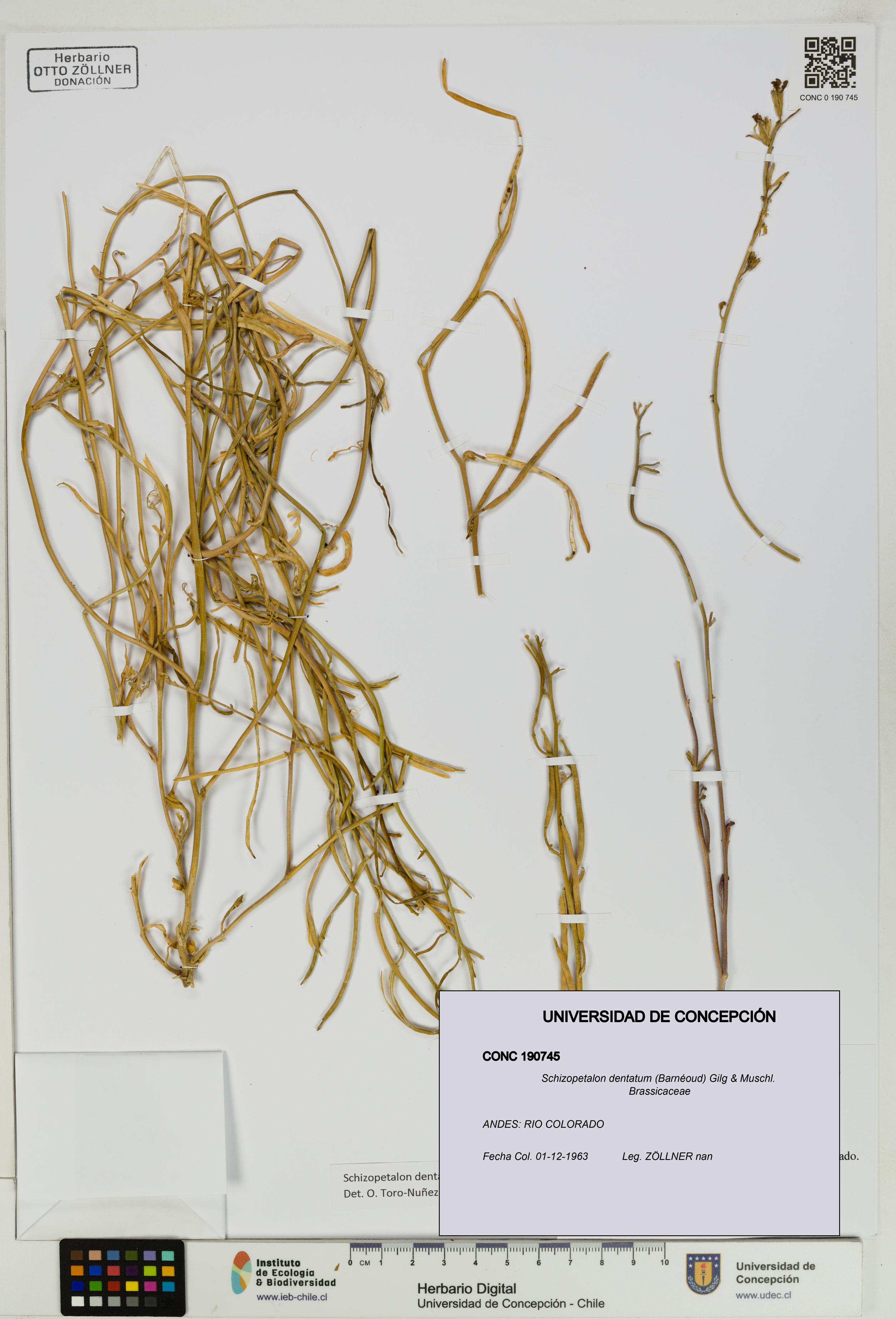 Schizopetalon dentatum [Espécimen: UDEC:CONC:0190745]