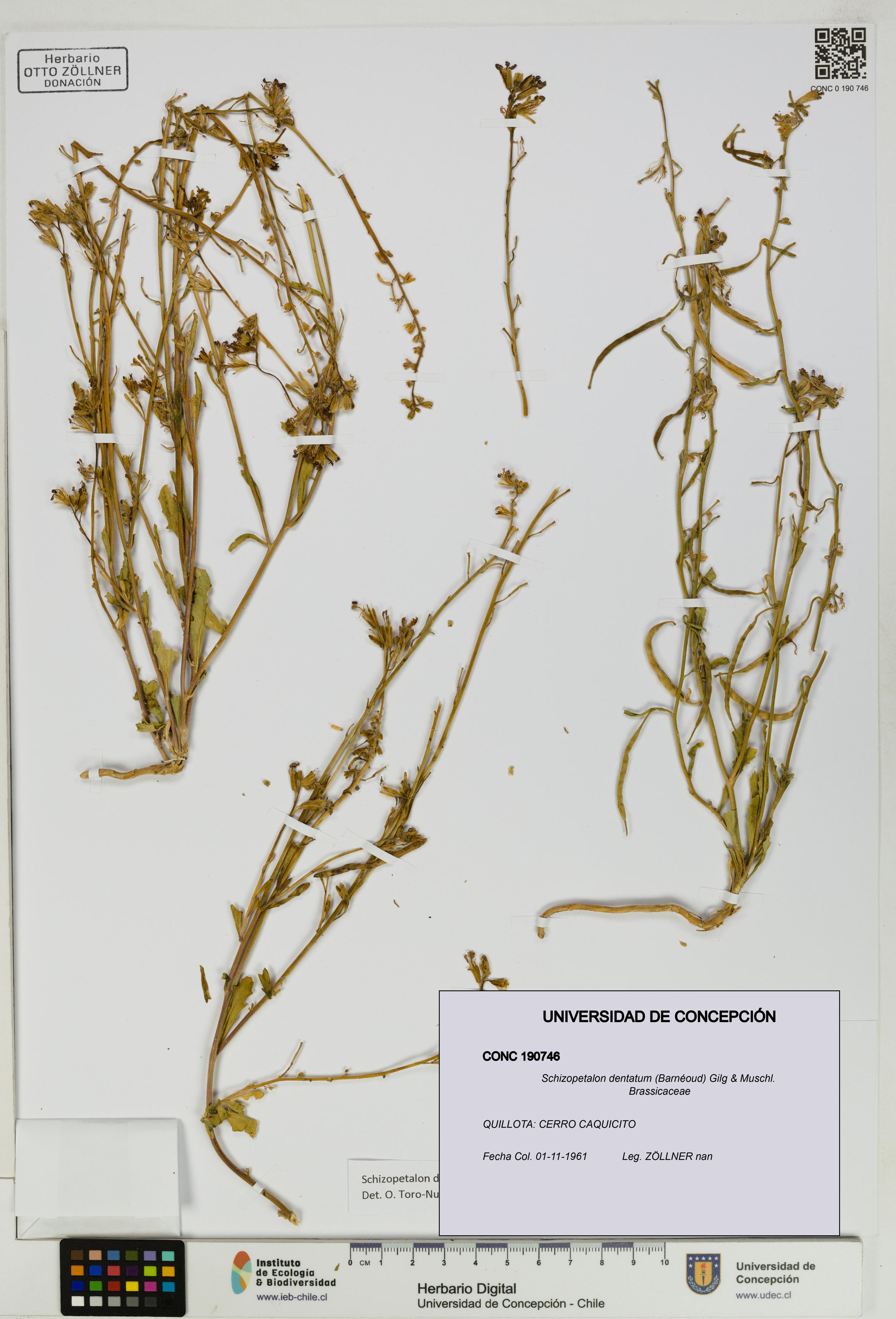 Schizopetalon dentatum [Espécimen: UDEC:CONC:0190746]