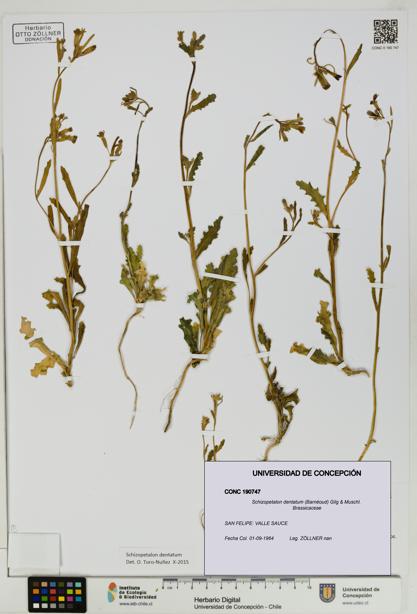 Schizopetalon dentatum [Espécimen: UDEC:CONC:0190747]
