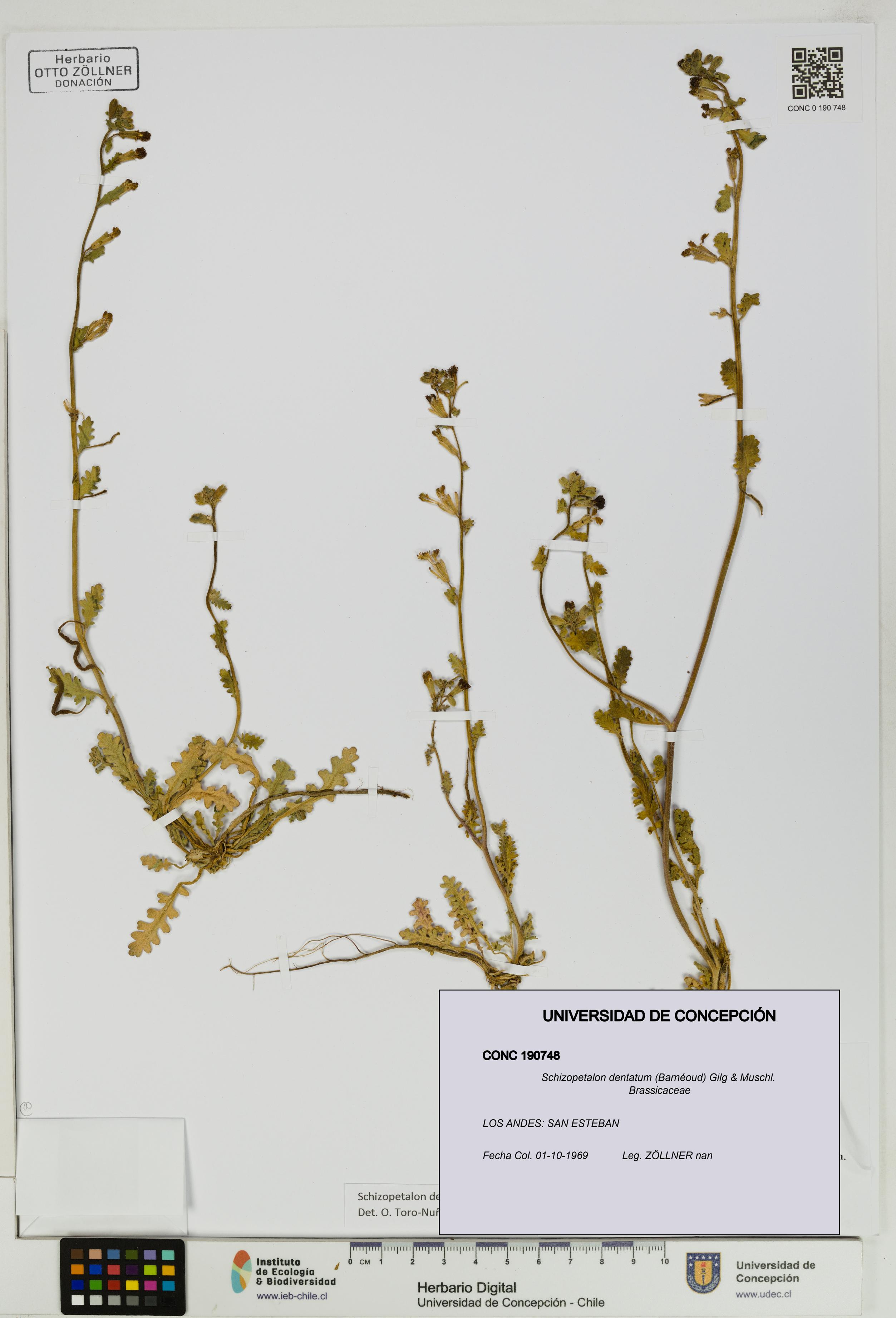 Schizopetalon dentatum [Espécimen: UDEC:CONC:0190748]