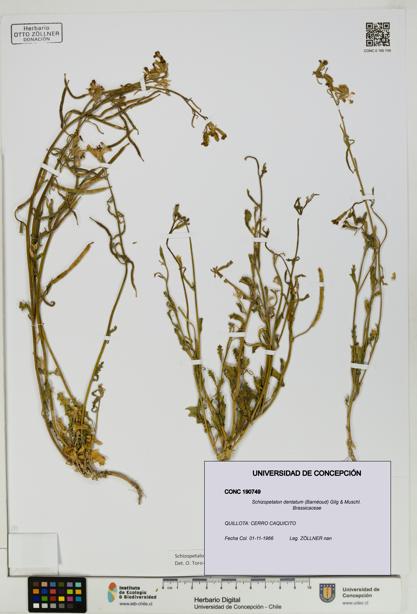 Schizopetalon dentatum [Espécimen: UDEC:CONC:0190749]