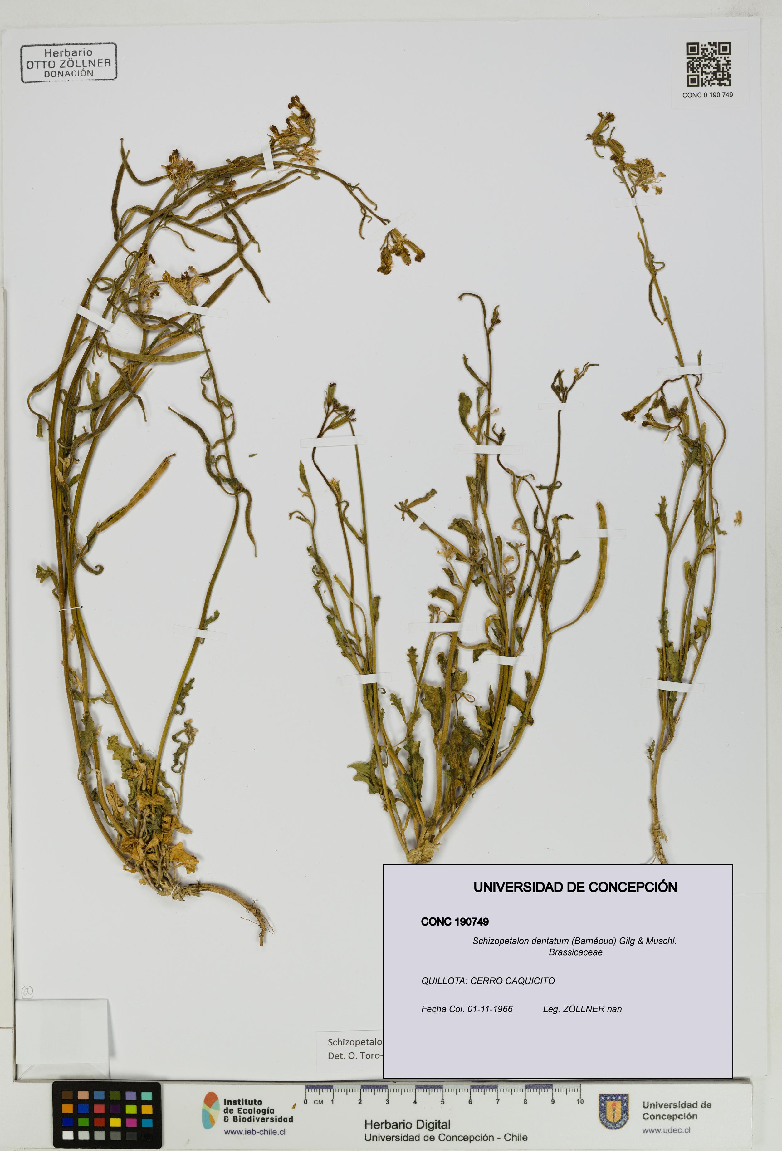 Schizopetalon dentatum [Espécimen: UDEC:CONC:0190749]