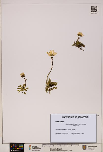 Haplosticha trifurcata [Espécimen: UDEC:CONC:0190767]