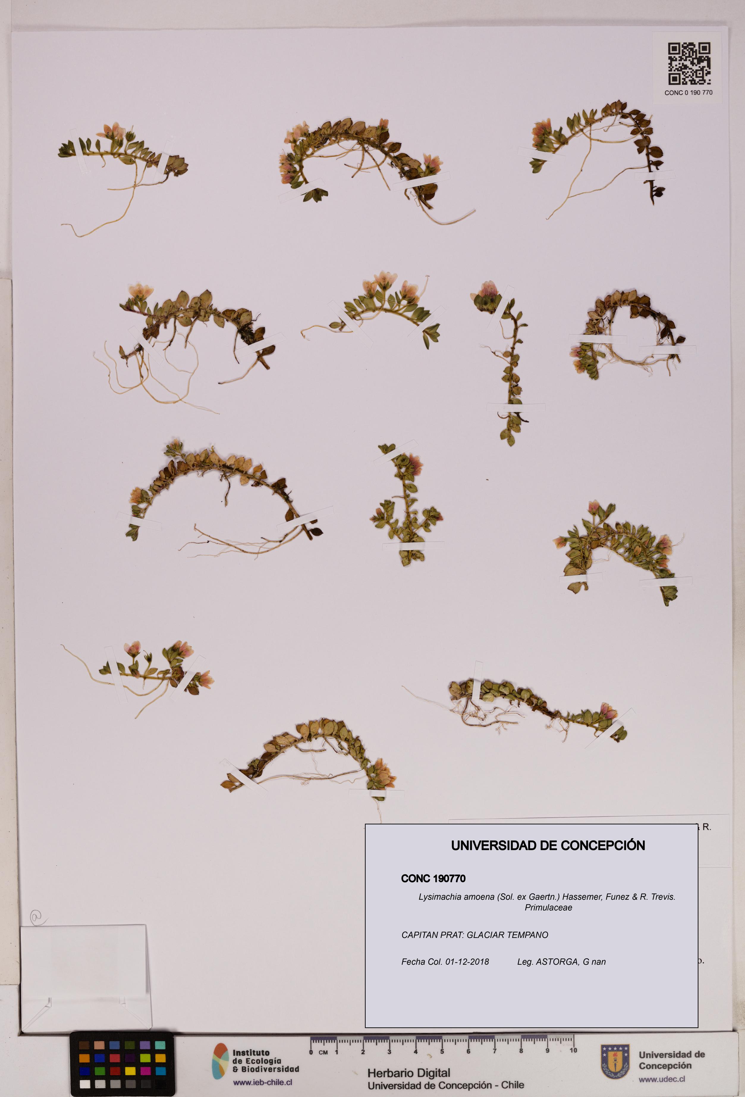 Lysimachia amoena [Espécimen: UDEC:CONC:0190770]