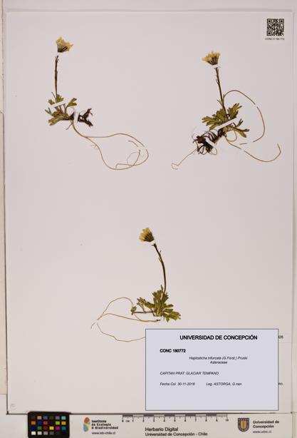 Haplosticha trifurcata [Espécimen: UDEC:CONC:0190772]