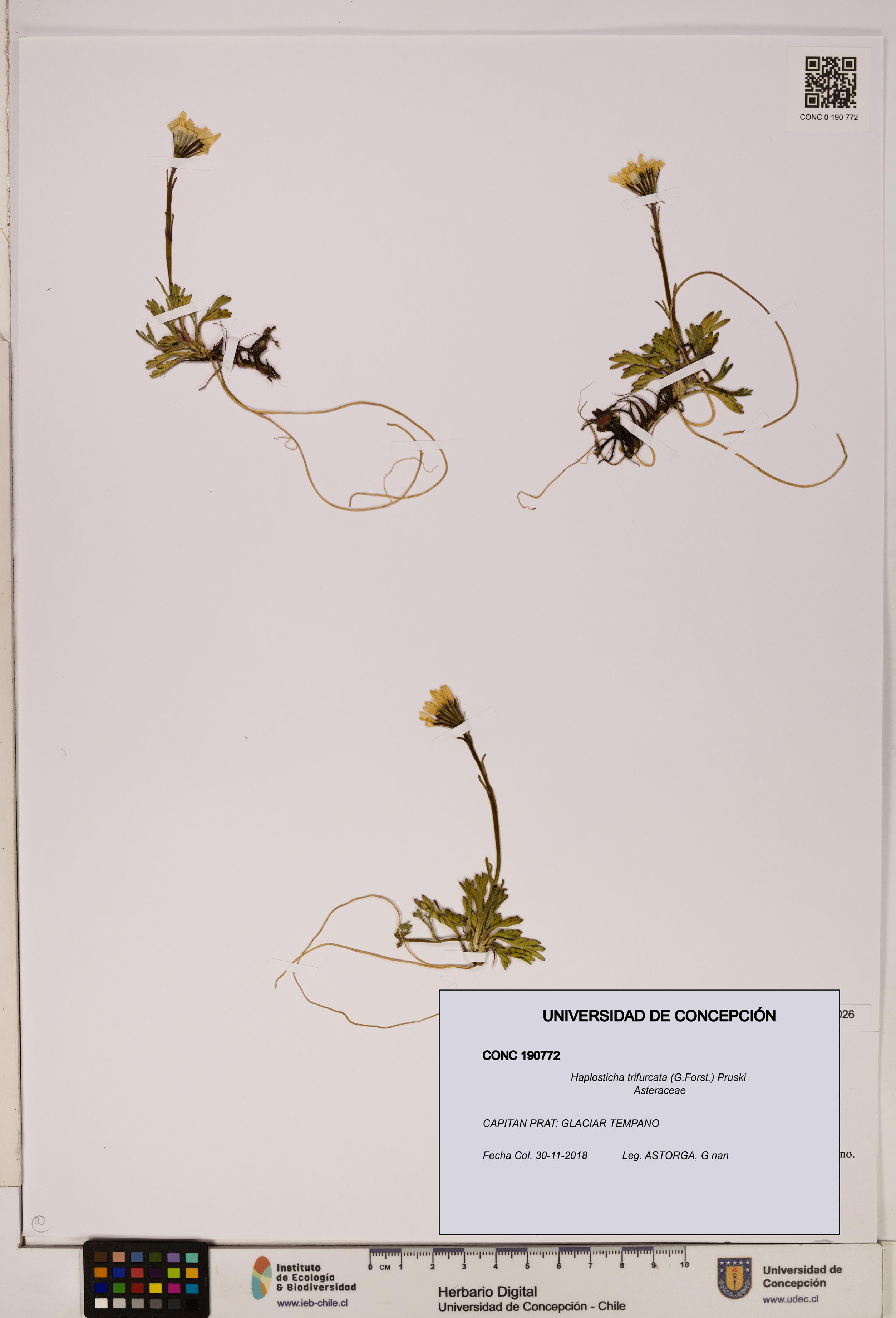 Haplosticha trifurcata [Espécimen: UDEC:CONC:0190772]