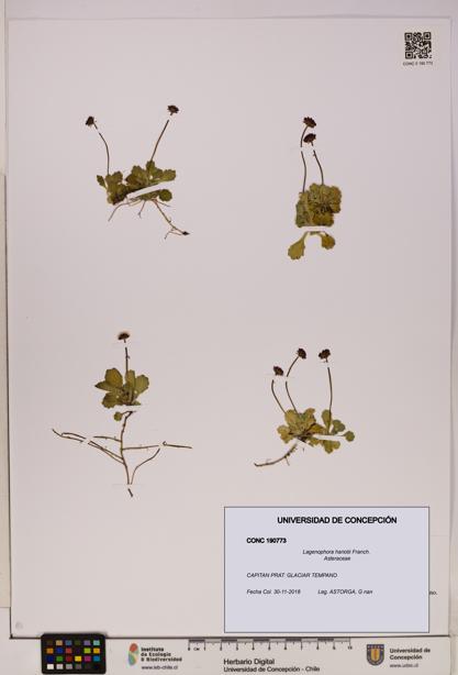 Lagenophora hariotii [Espécimen: ]