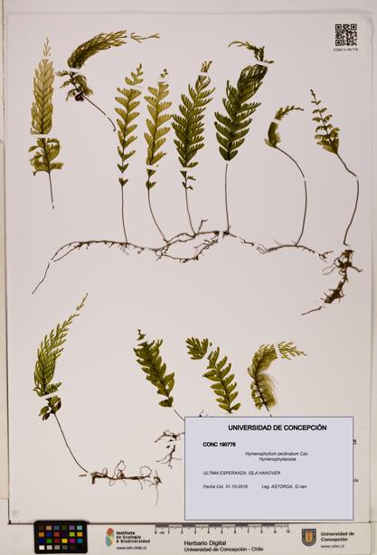 Hymenophyllum pectinatum [Espécimen: ]
