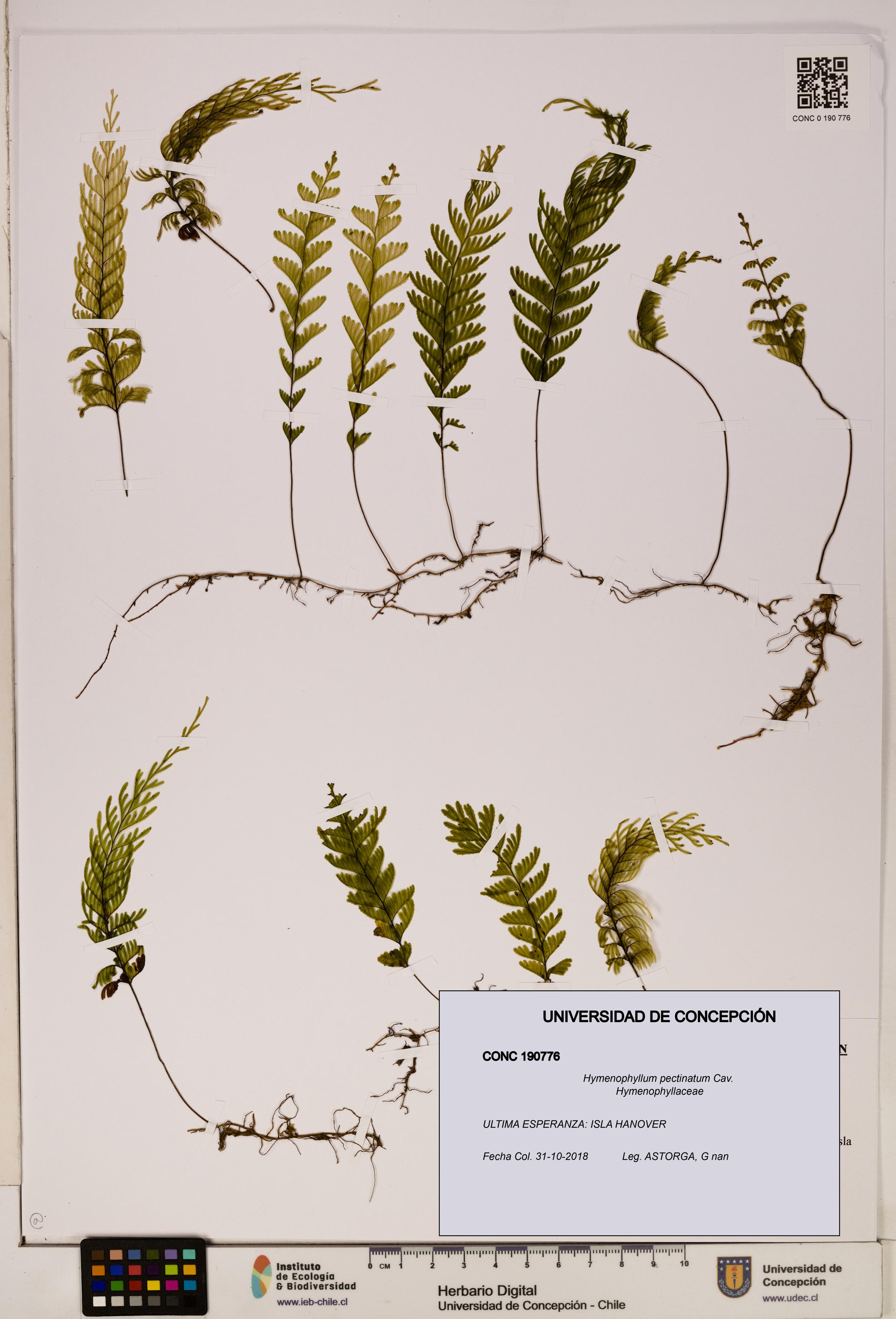 Hymenophyllum pectinatum [Espécimen: ]