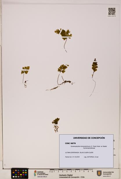 Hymenophyllum dicranotrichum [Espécimen: UDEC:CONC:0190778]