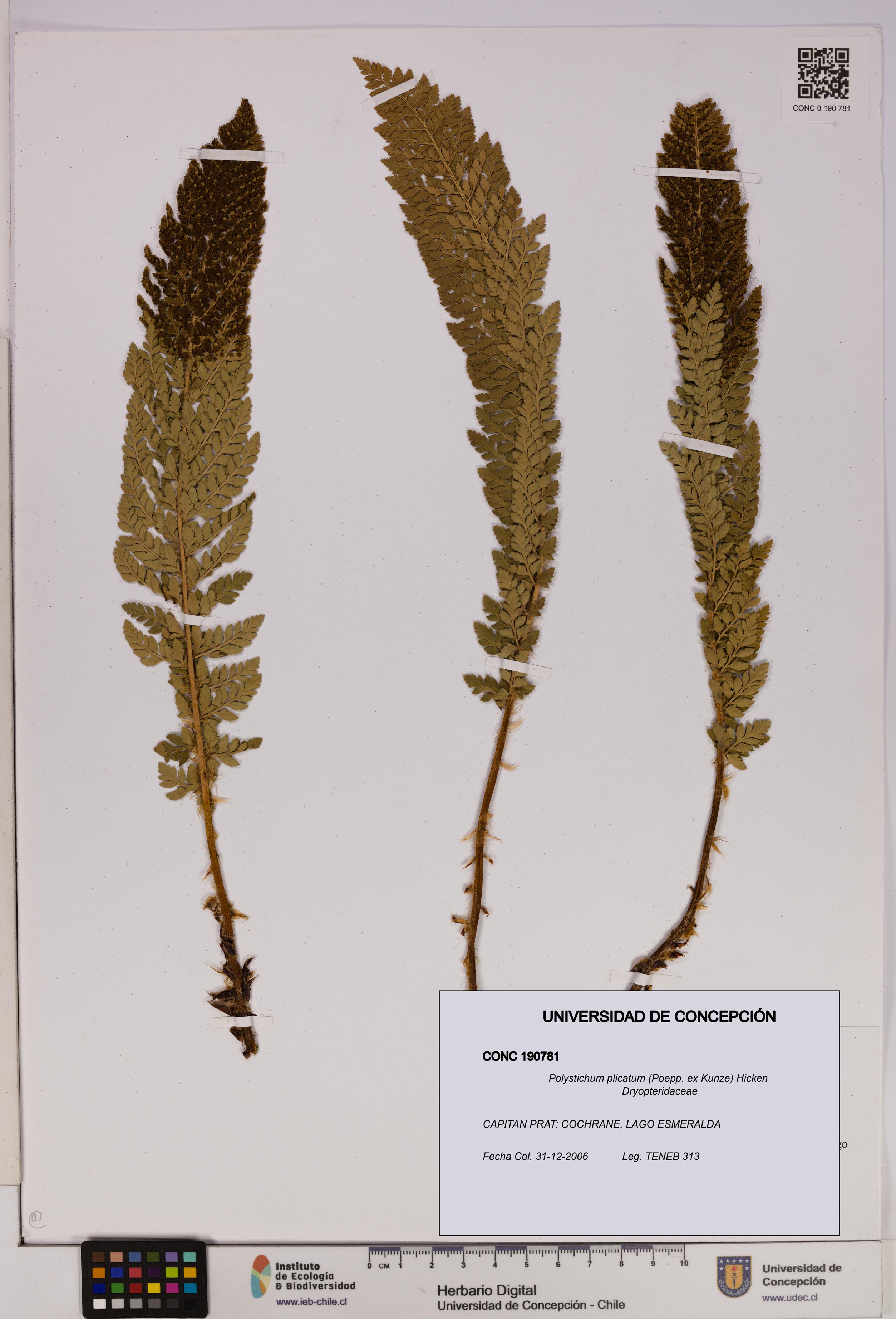 Polystichum plicatum [Espécimen: UDEC:CONC:0190781]