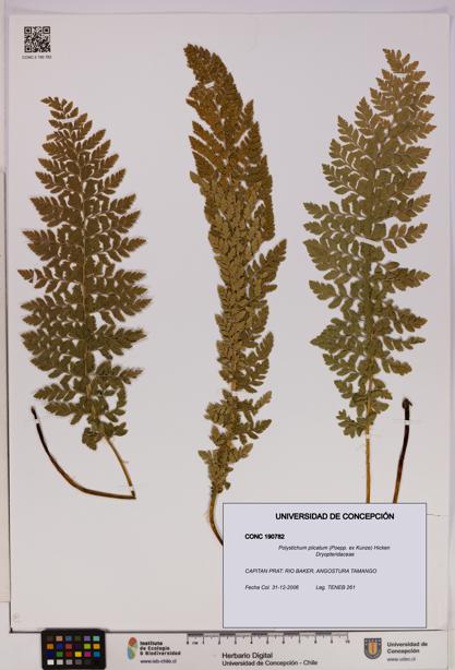 Polystichum plicatum [Espécimen: UDEC:CONC:0190782]