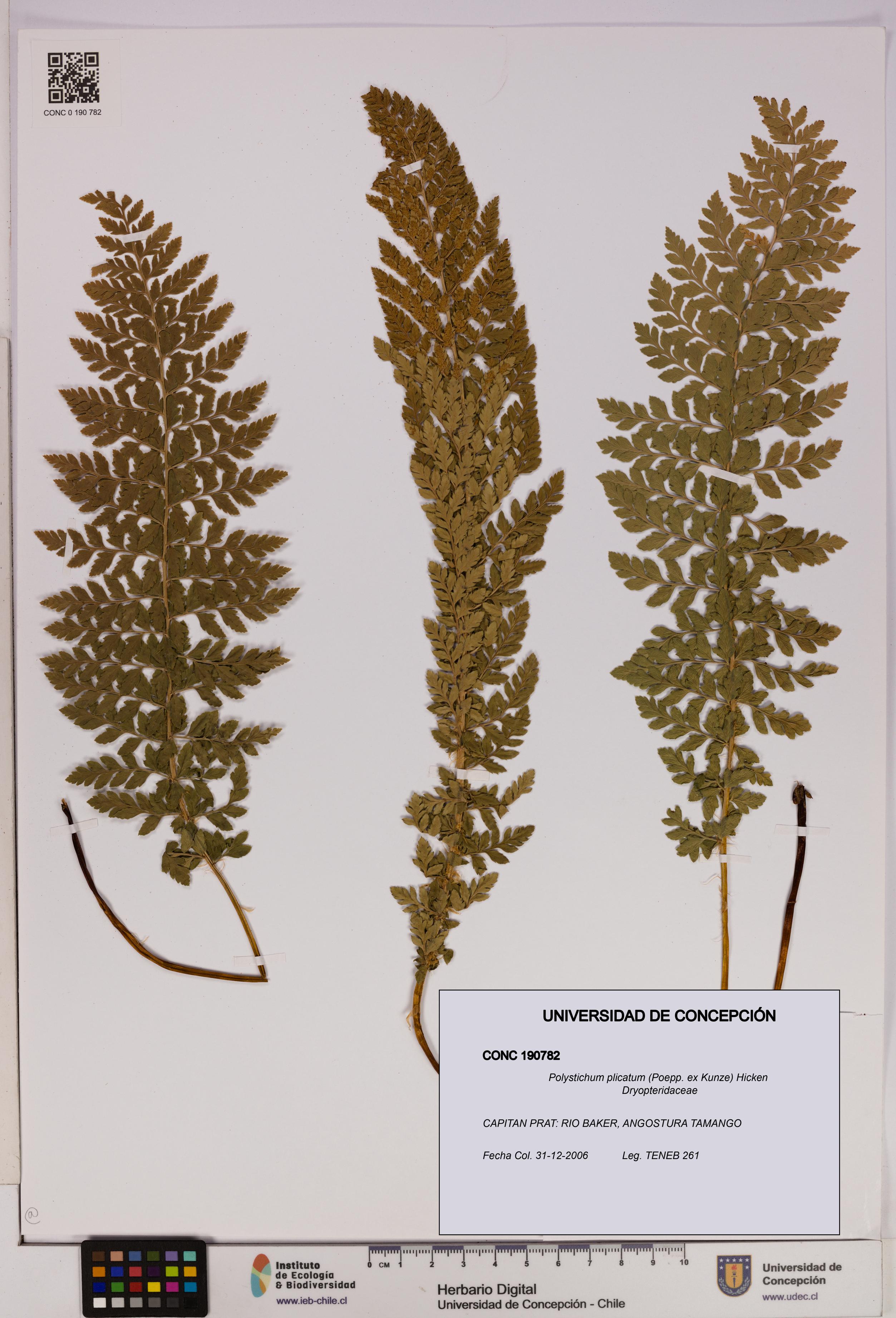 Polystichum plicatum [Espécimen: UDEC:CONC:0190782]