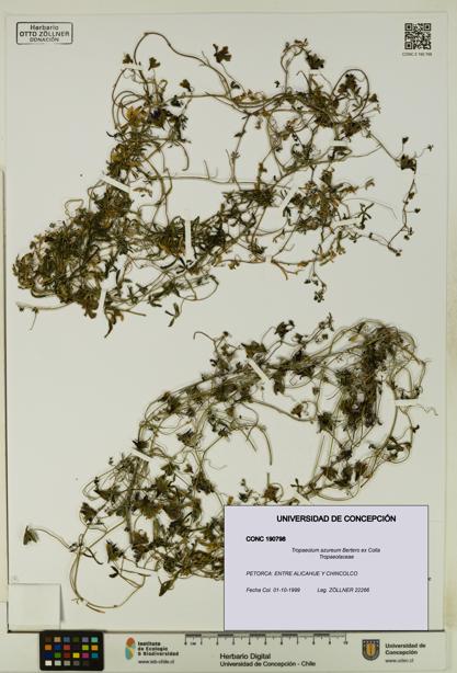 Tropaeolum azureum [Espécimen: UDEC:CONC:0190798]