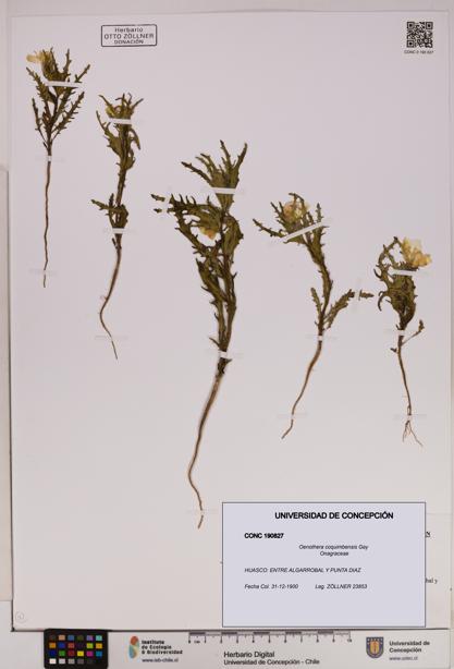 Oenothera coquimbensis [Espécimen: UDEC:CONC:0190827]
