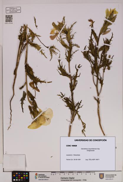 Oenothera coquimbensis [Espécimen: UDEC:CONC:0190828]