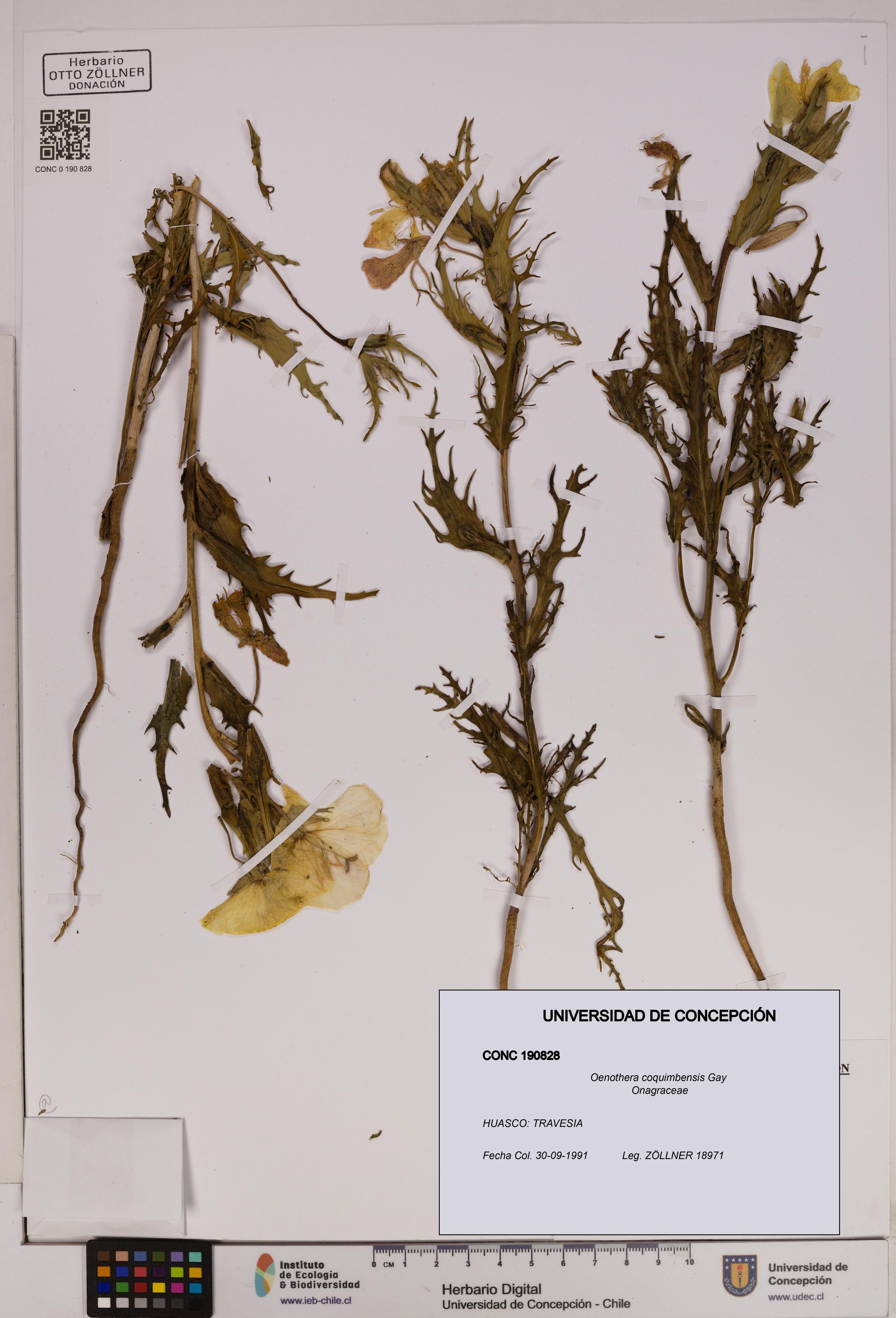 Oenothera coquimbensis [Espécimen: UDEC:CONC:0190828]