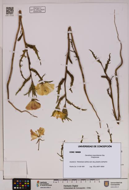Oenothera coquimbensis [Espécimen: UDEC:CONC:0190829]