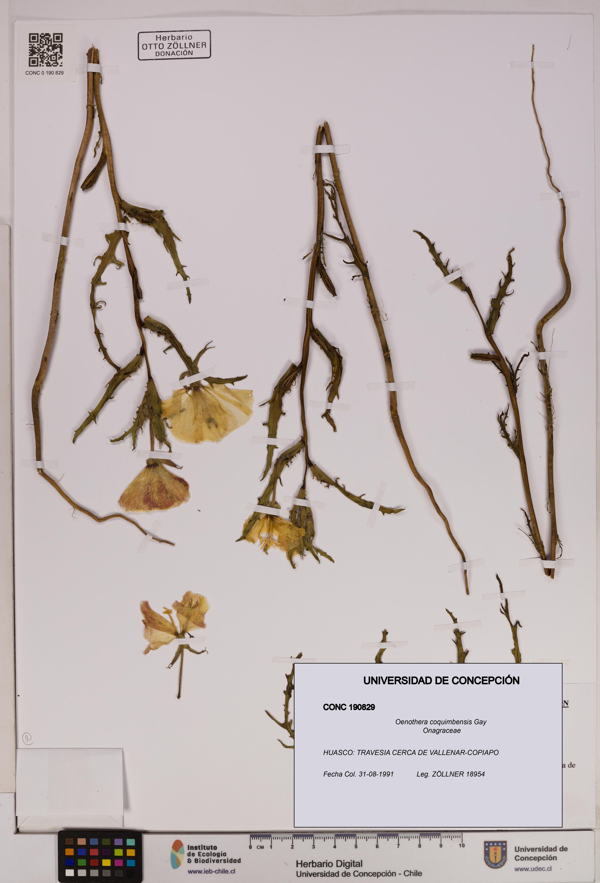 Oenothera coquimbensis [Espécimen: UDEC:CONC:0190829]