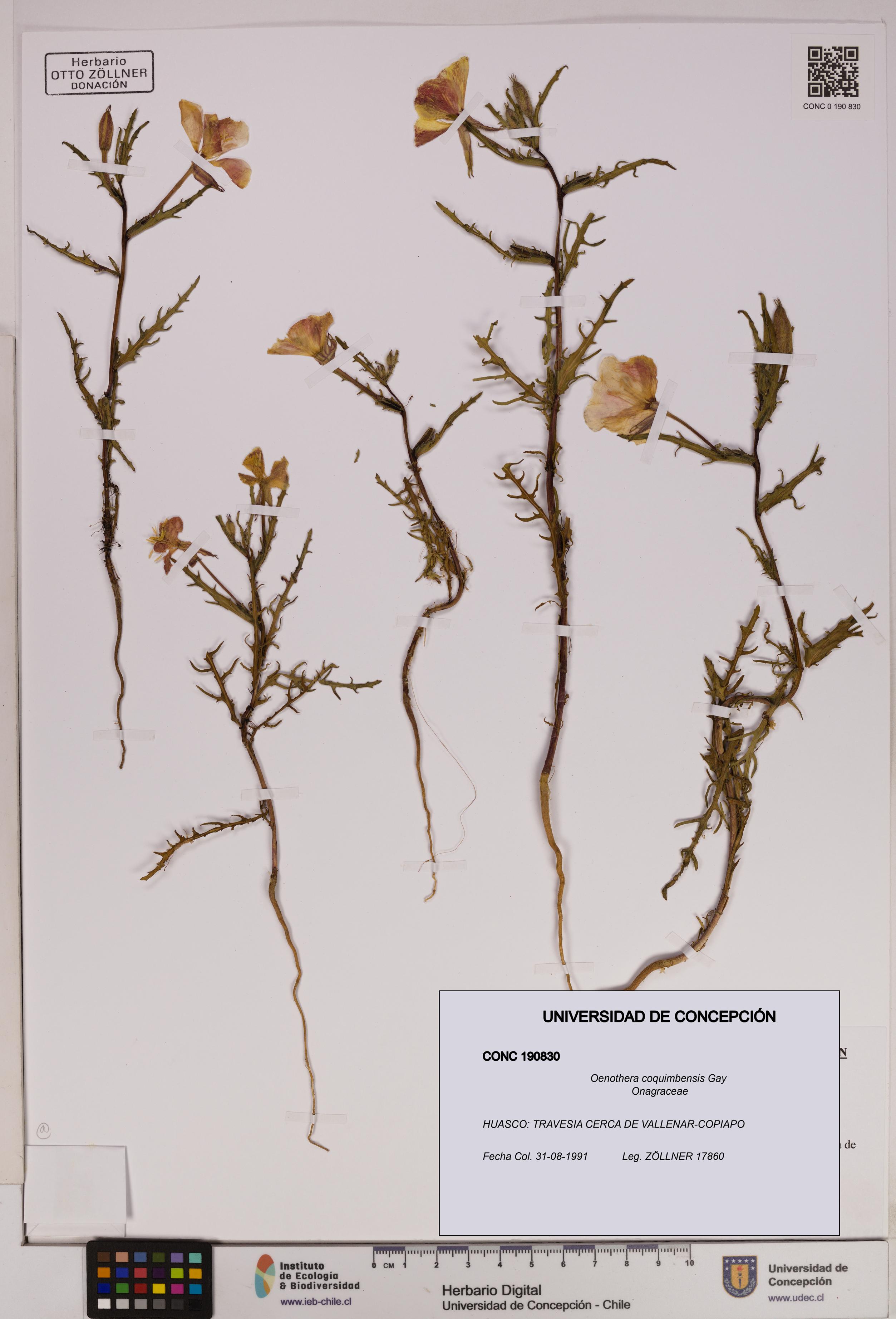 Oenothera coquimbensis [Espécimen: UDEC:CONC:0190830]