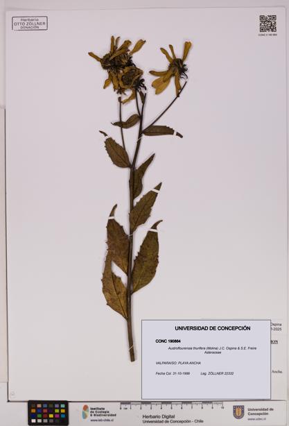 Austroflourensia thurifera [Espécimen: UDEC:CONC:0190864]